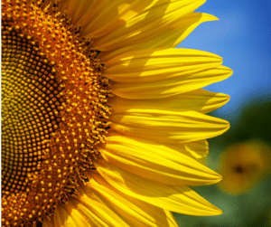 rsvp heaven ex sunflower